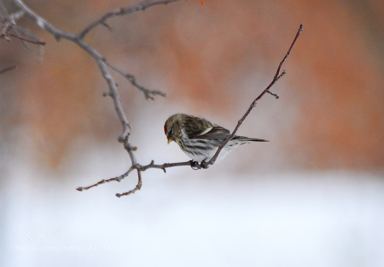 Nikon D90 sample photo. Redpoll photography