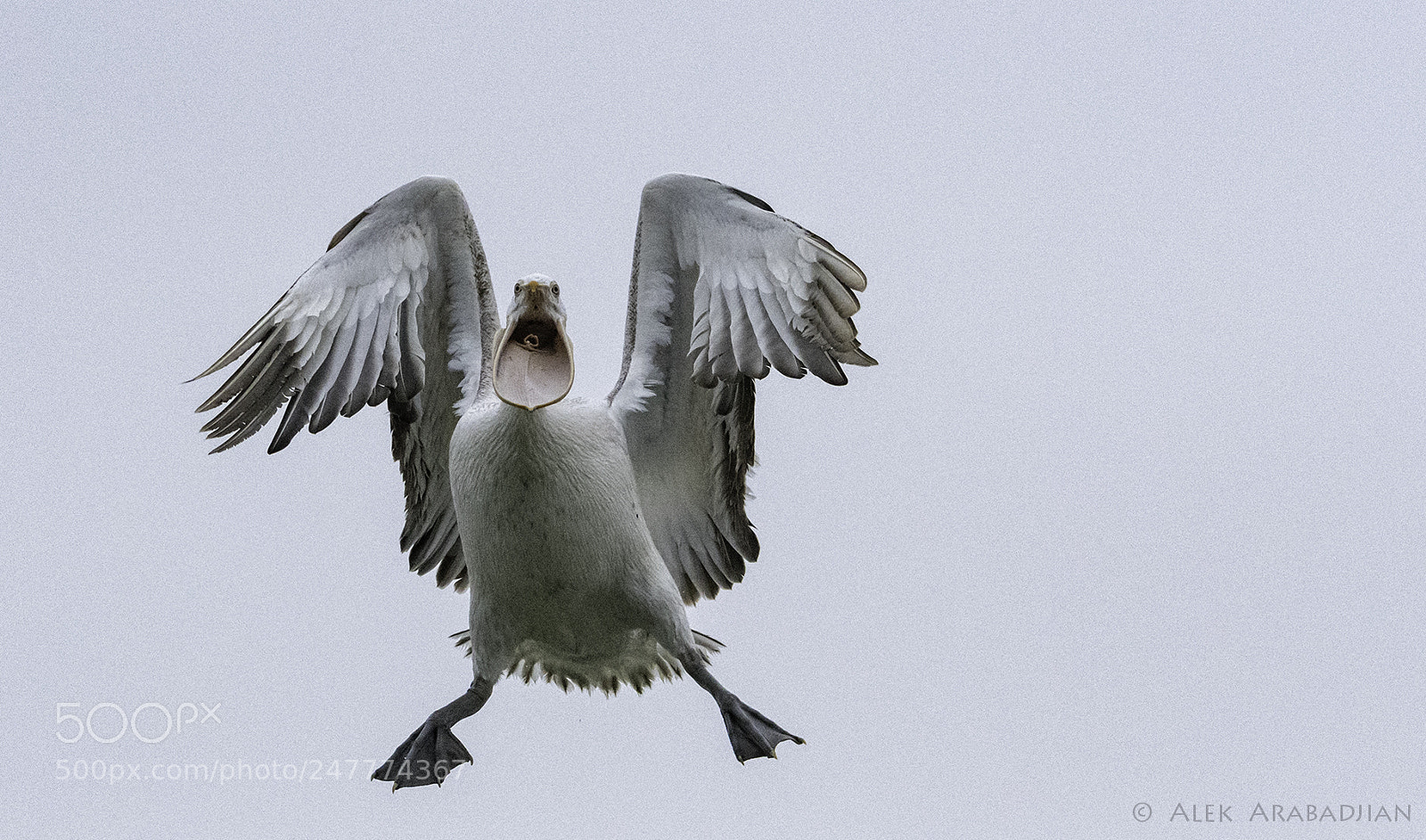 Nikon D500 sample photo. Flying high, high... photography