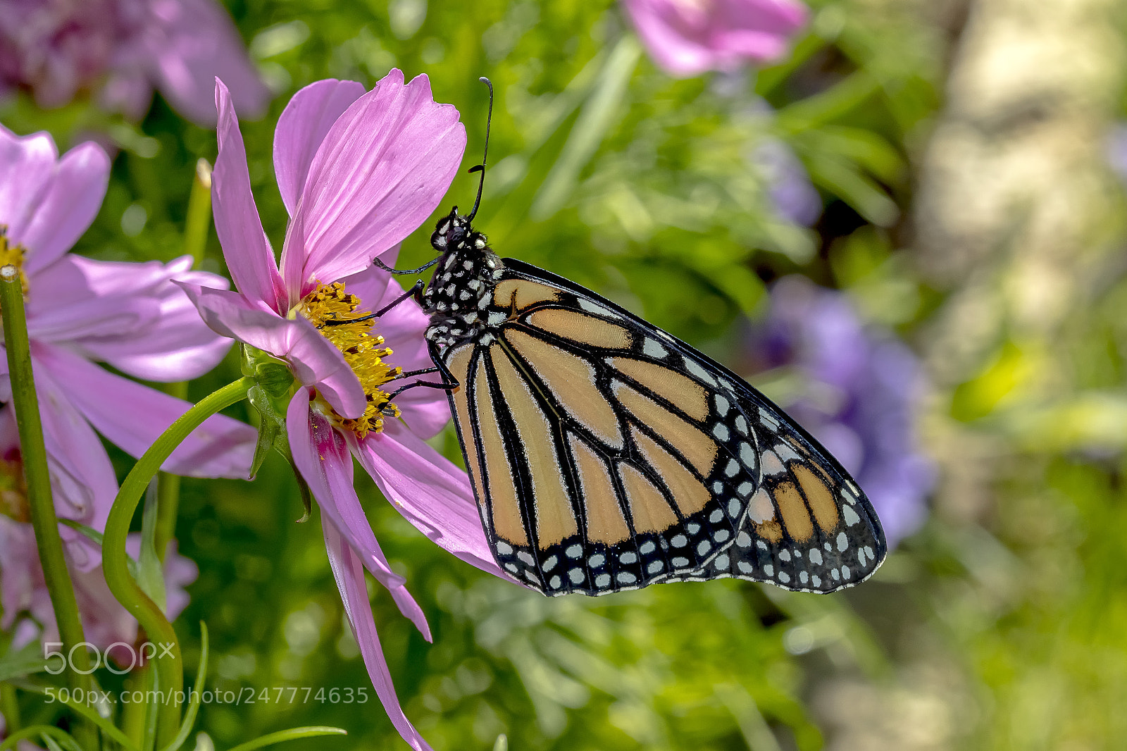 Canon EOS 7D Mark II sample photo. Monarch butterfly photography