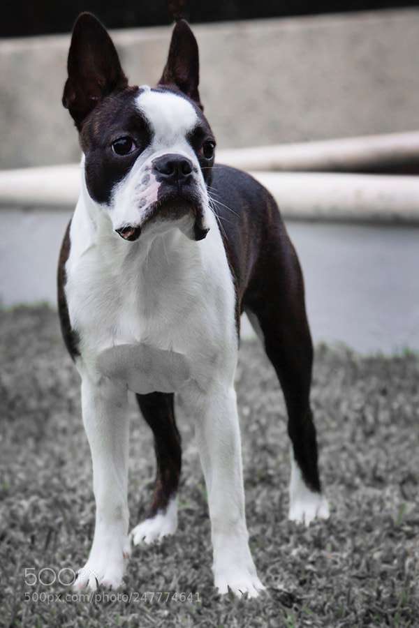 Canon EOS 7D sample photo. Chevy photography