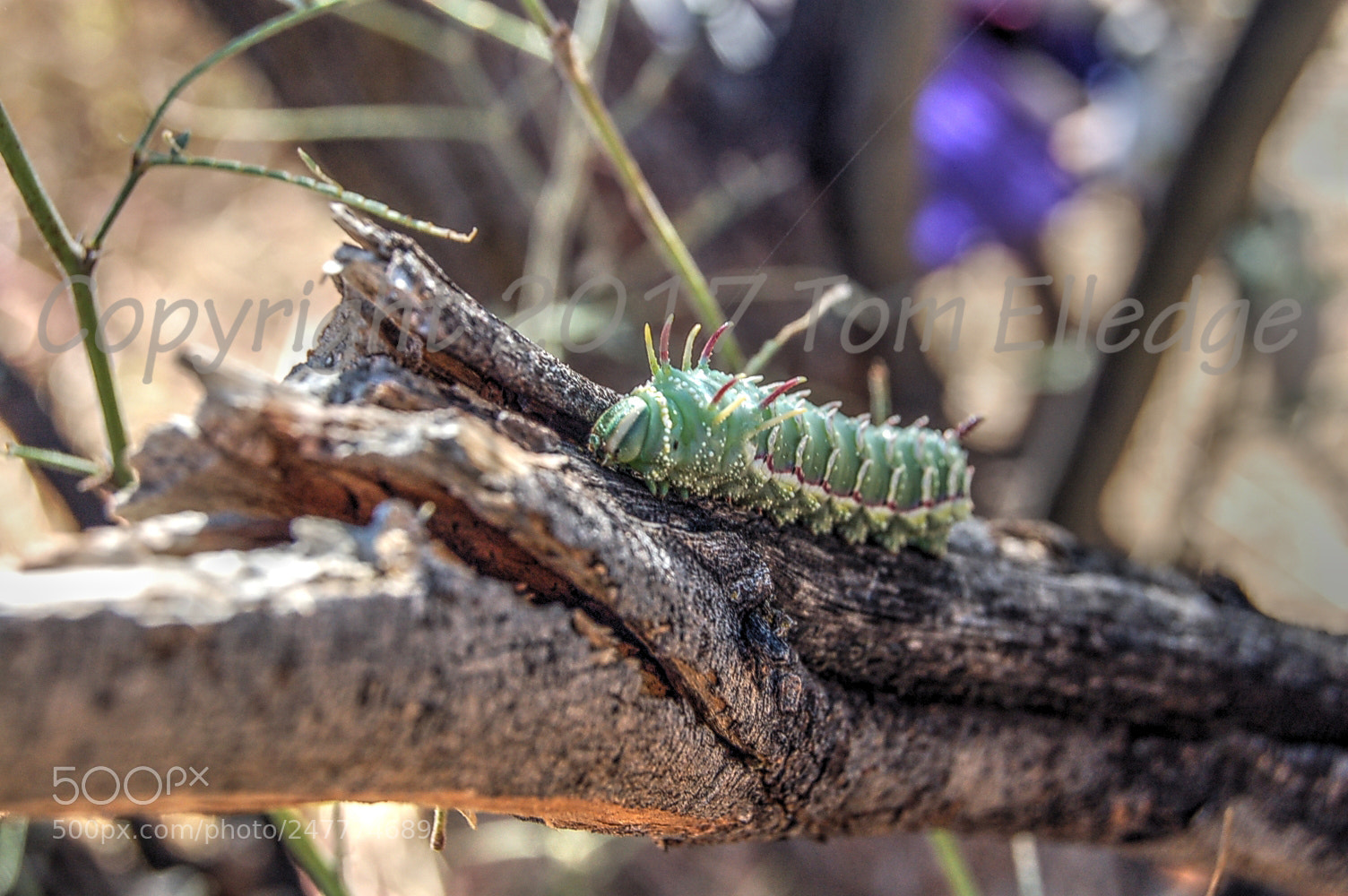 Nikon D50 sample photo. Caterpillar vibrant wm photography