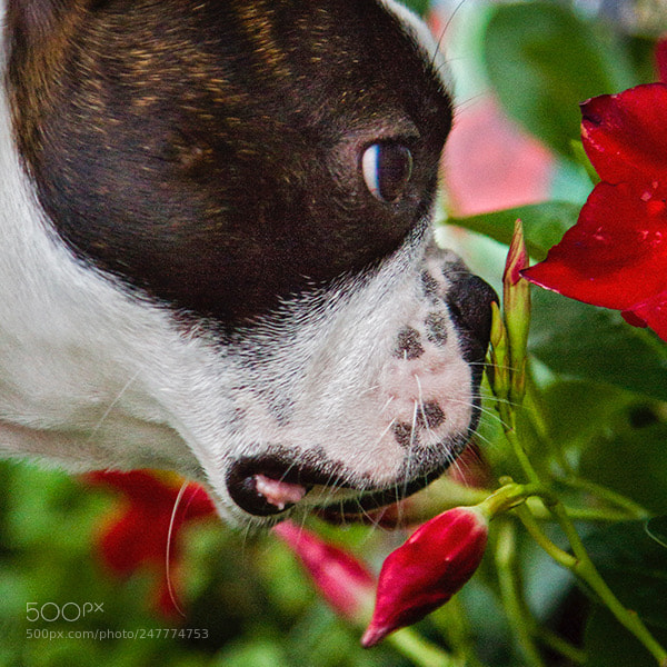 Canon EOS 7D sample photo. Smell the roses photography