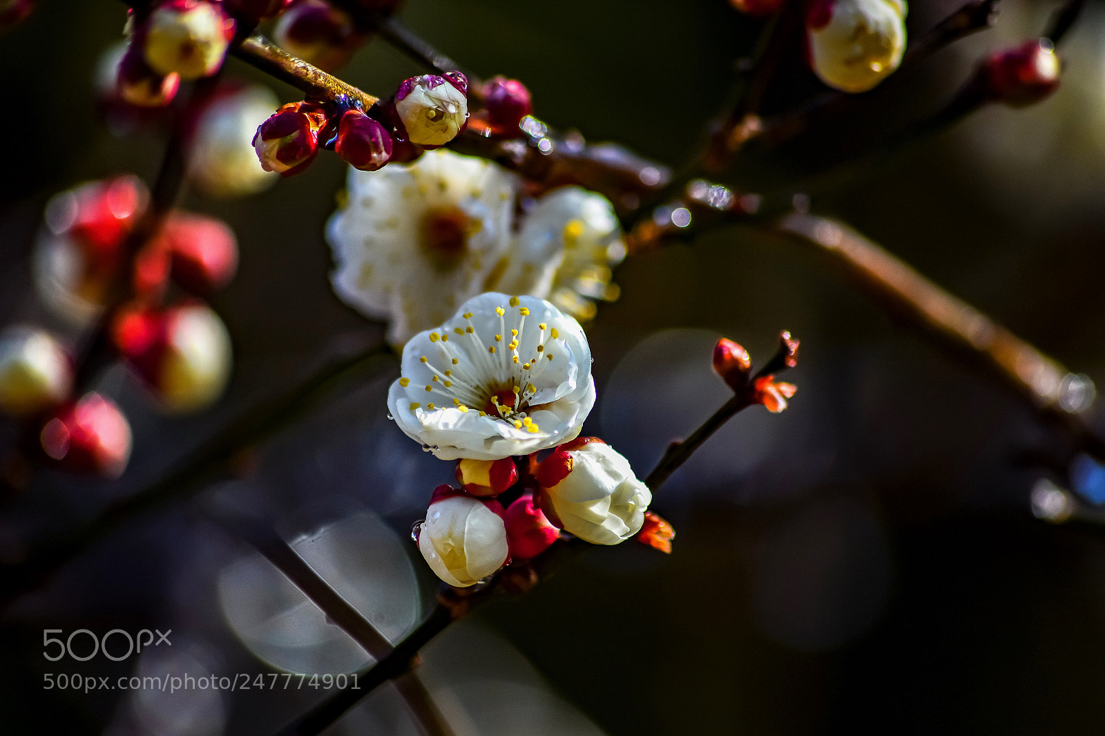 Nikon Df sample photo. Plum in kyoto photography