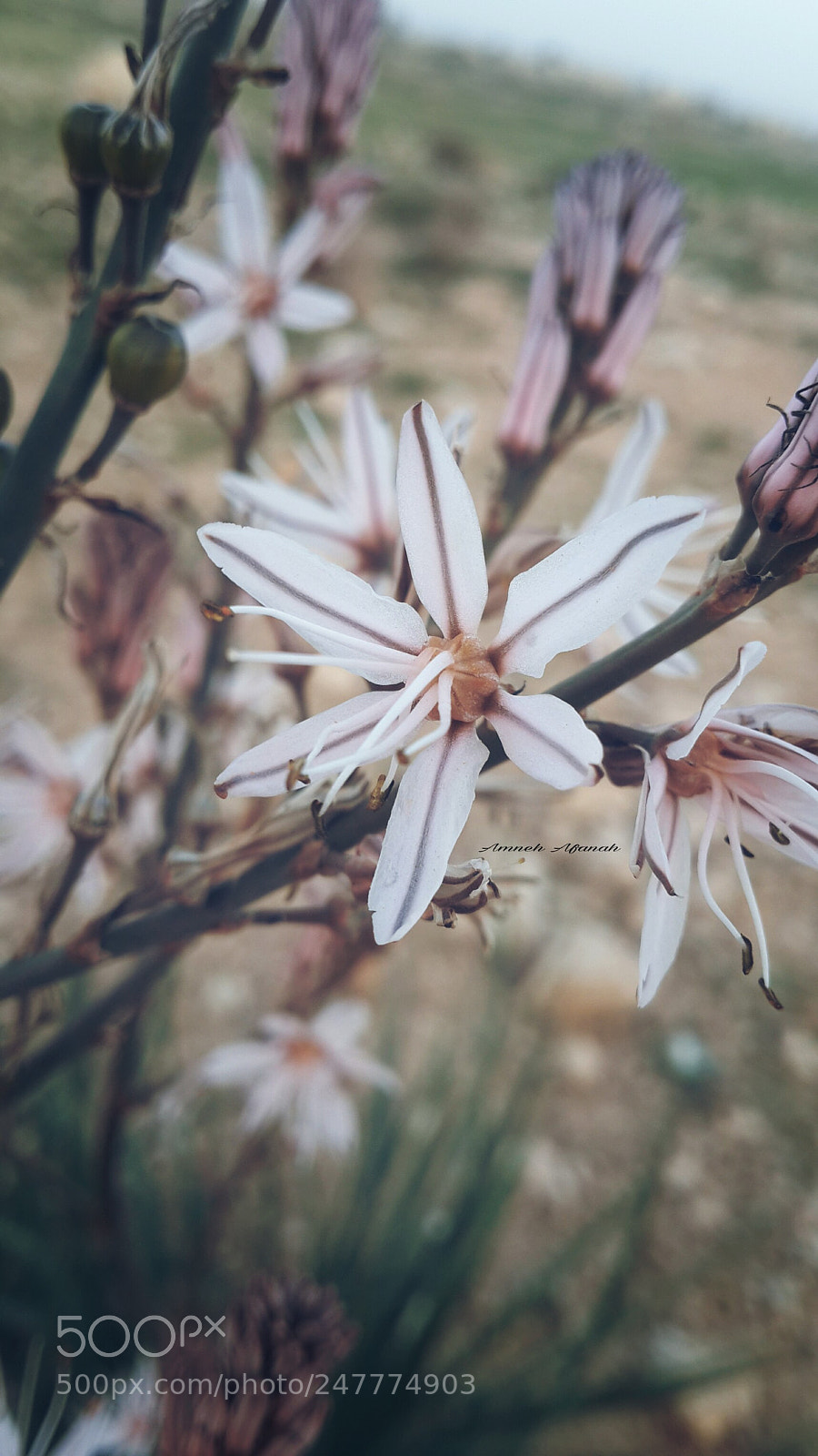 Samsung Galaxy S4 sample photo. Untitled photography