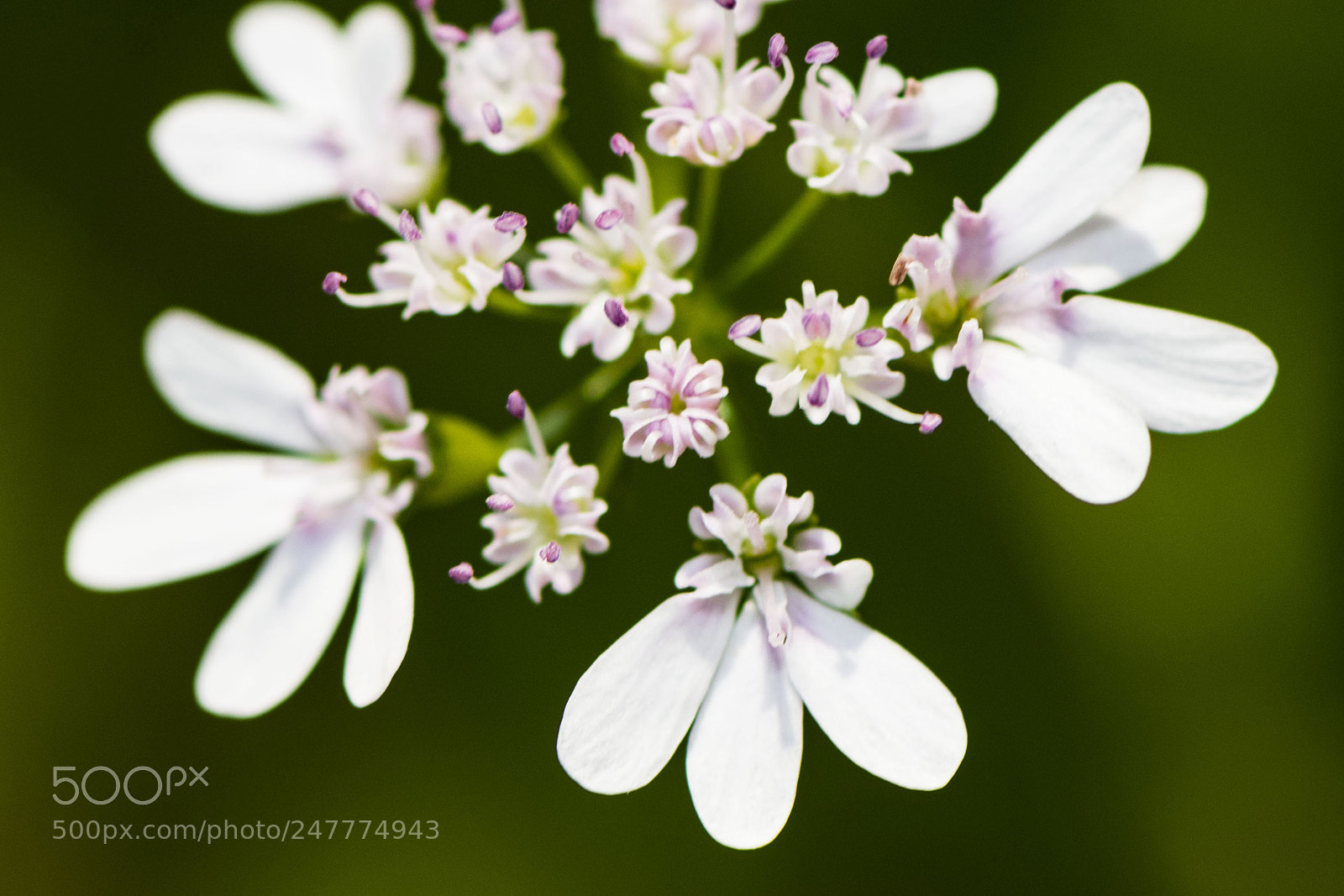 Nikon D500 sample photo. White flower photography