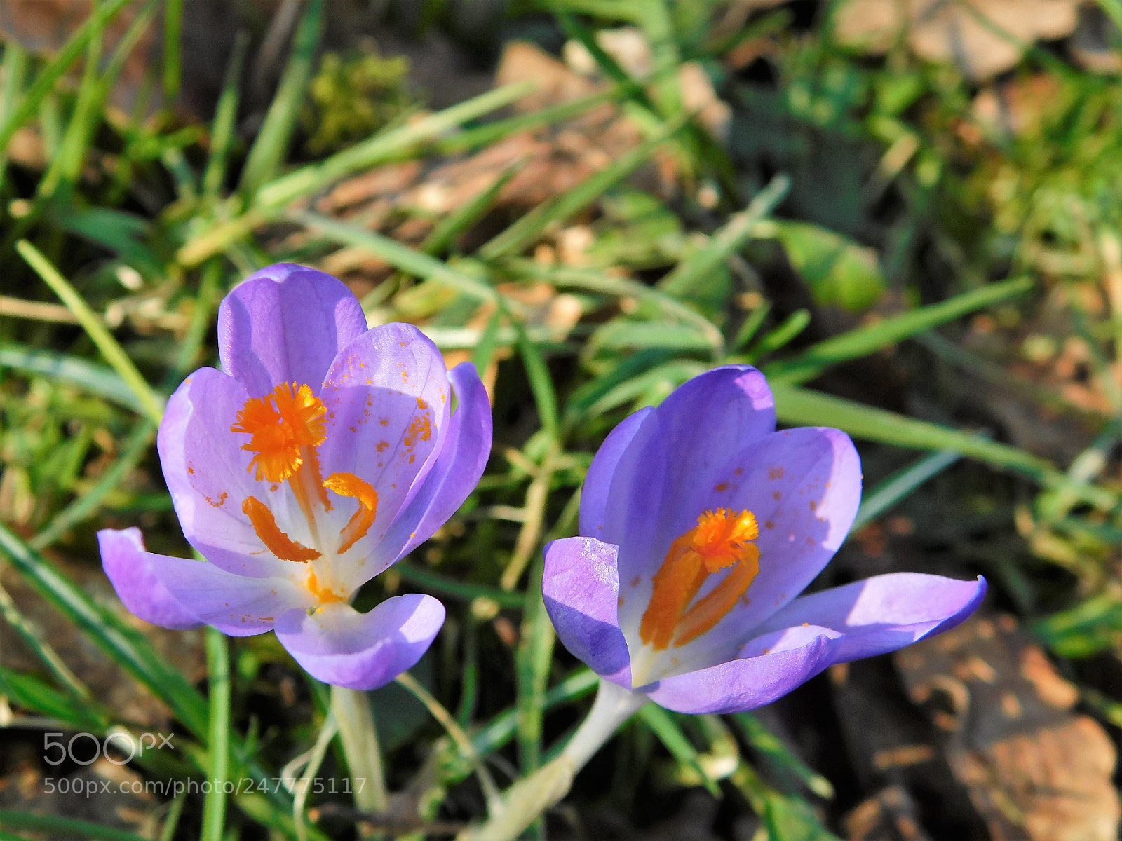 Nikon Coolpix B500 sample photo. Krokus photography