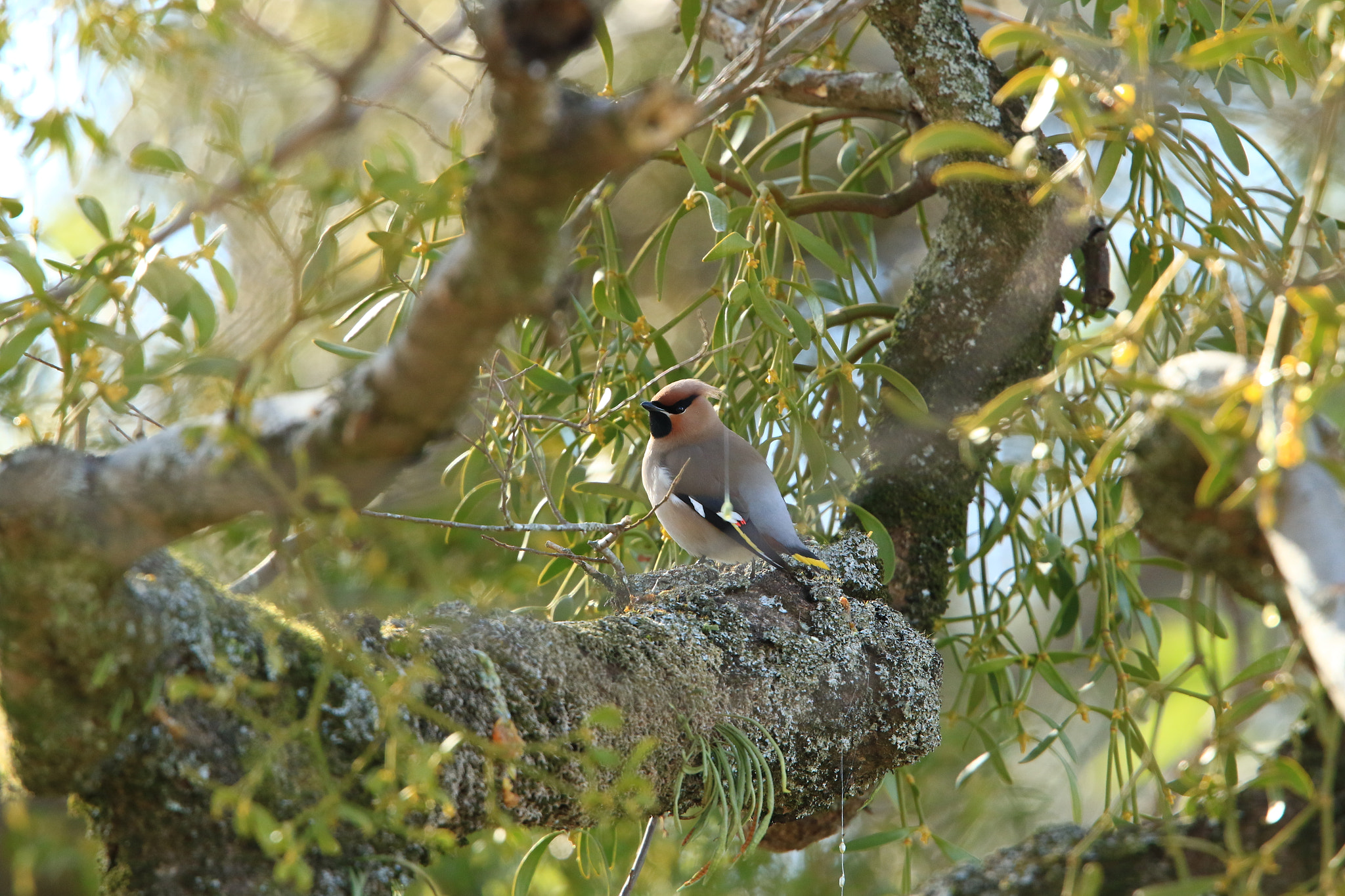 Canon EOS 7D Mark II + Canon EF 400mm F2.8L IS USM sample photo. Bohemian waxwing キレンジャク photography