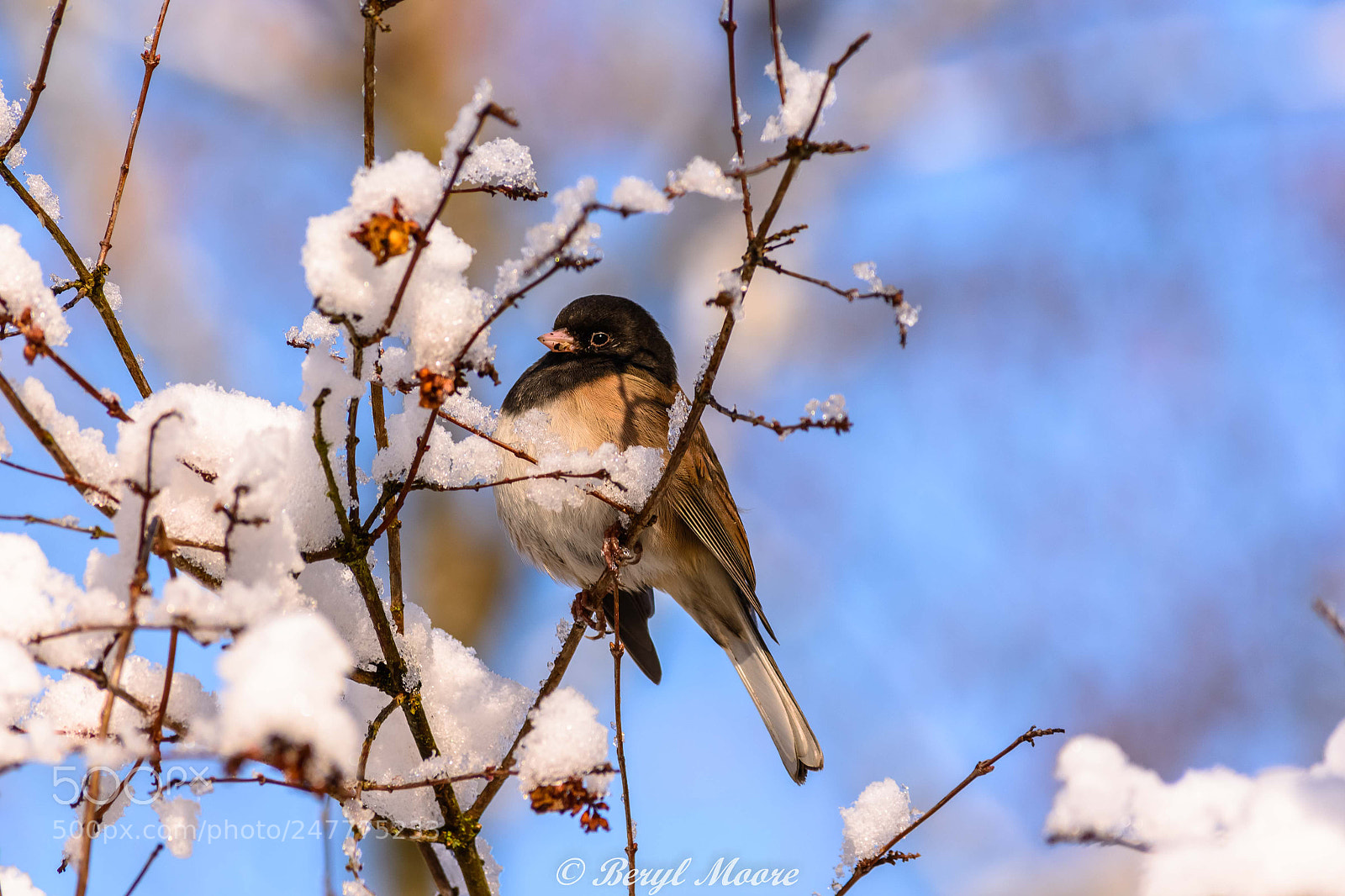 Nikon D7100 sample photo. Junco photography