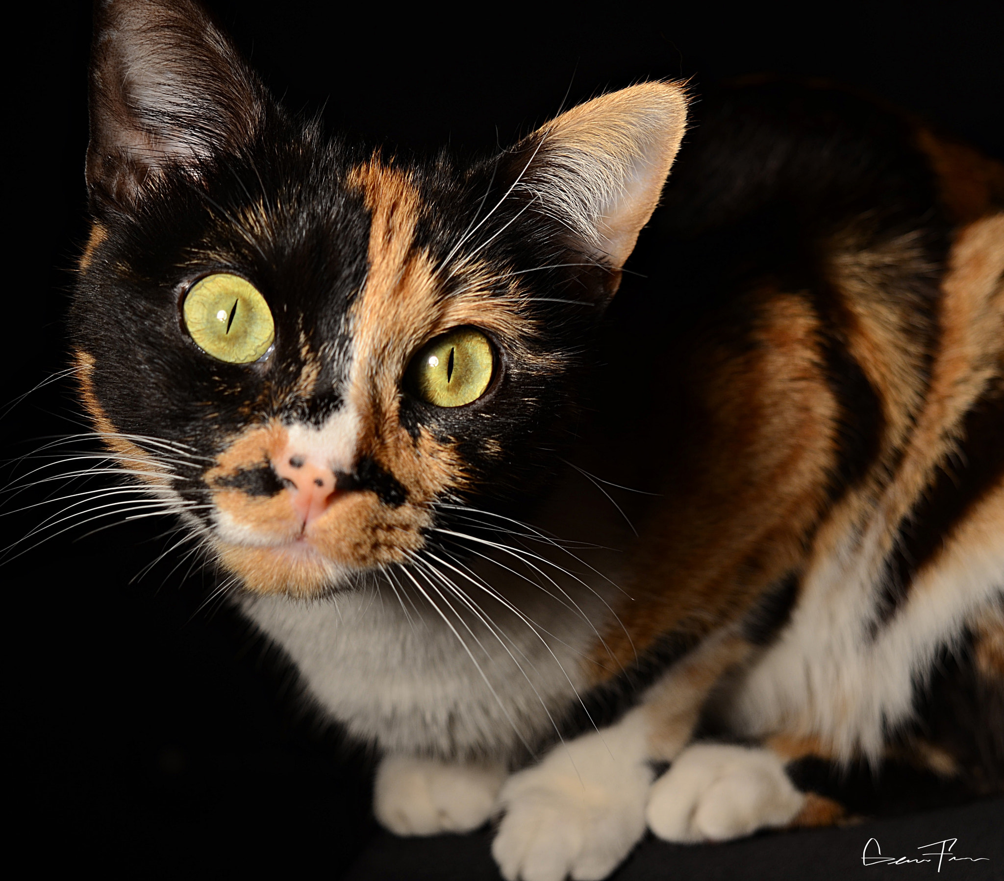 Nikon D5100 sample photo