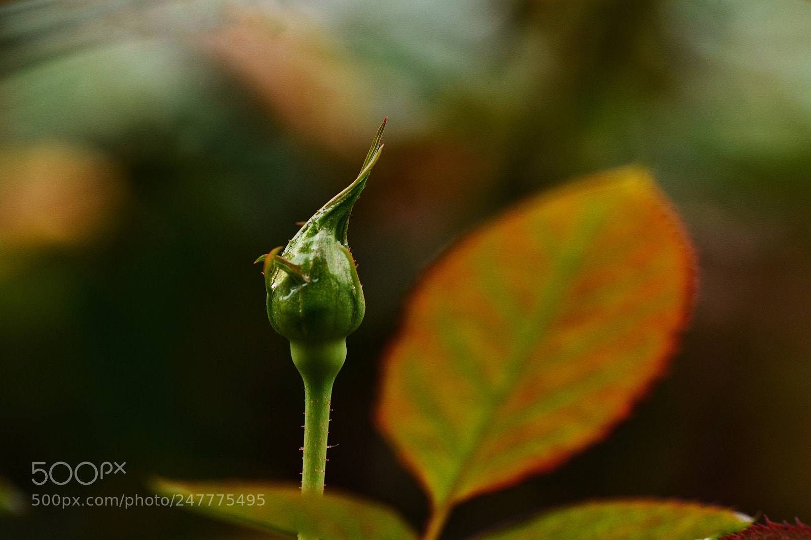 Nikon D7100 sample photo. Vbtccb photography