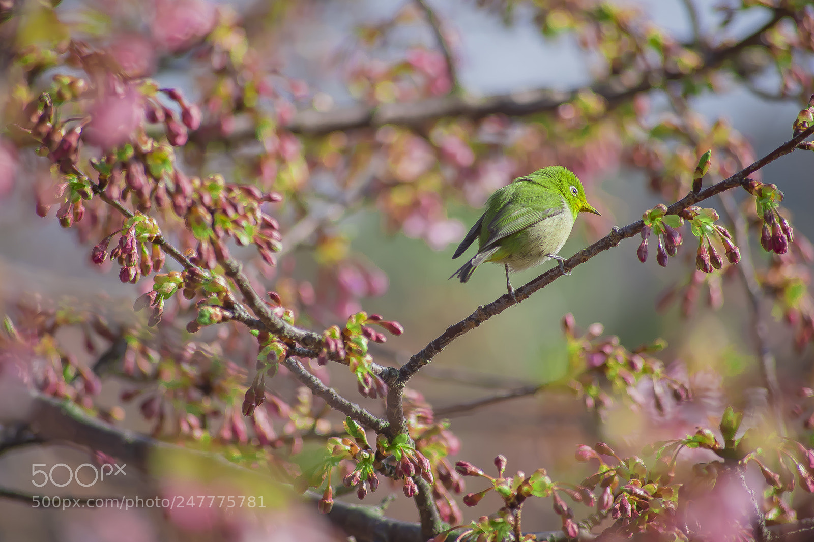 Sony a7 II sample photo. Meziro came. photography