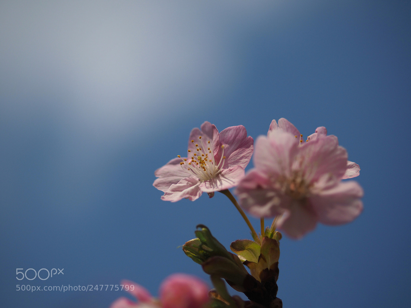 Olympus OM-D E-M10 II sample photo. Longing for spring  photography