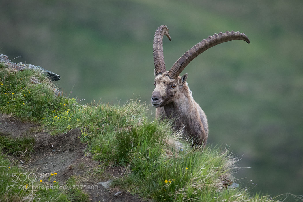 Canon EOS-1D X Mark II sample photo. Steinbock photography