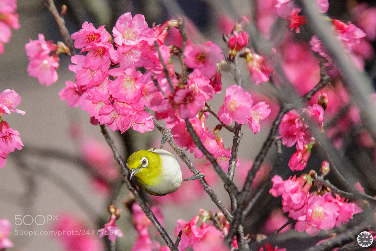 Canon EOS 7D Mark II sample photo. Untitled photography