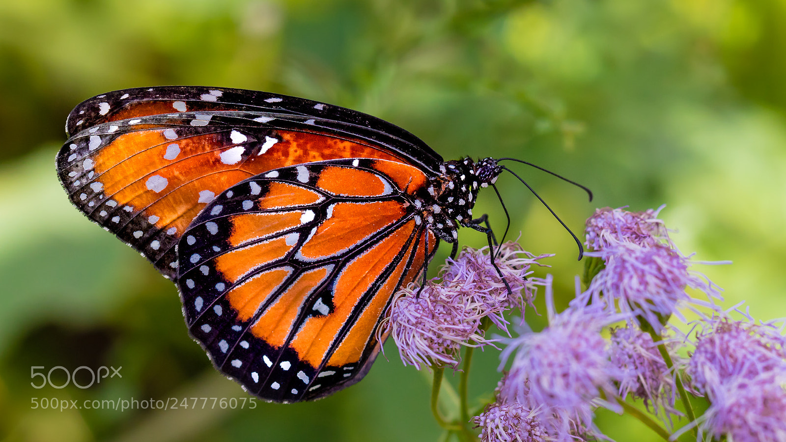 Canon EOS 7D Mark II sample photo. Queen v photography
