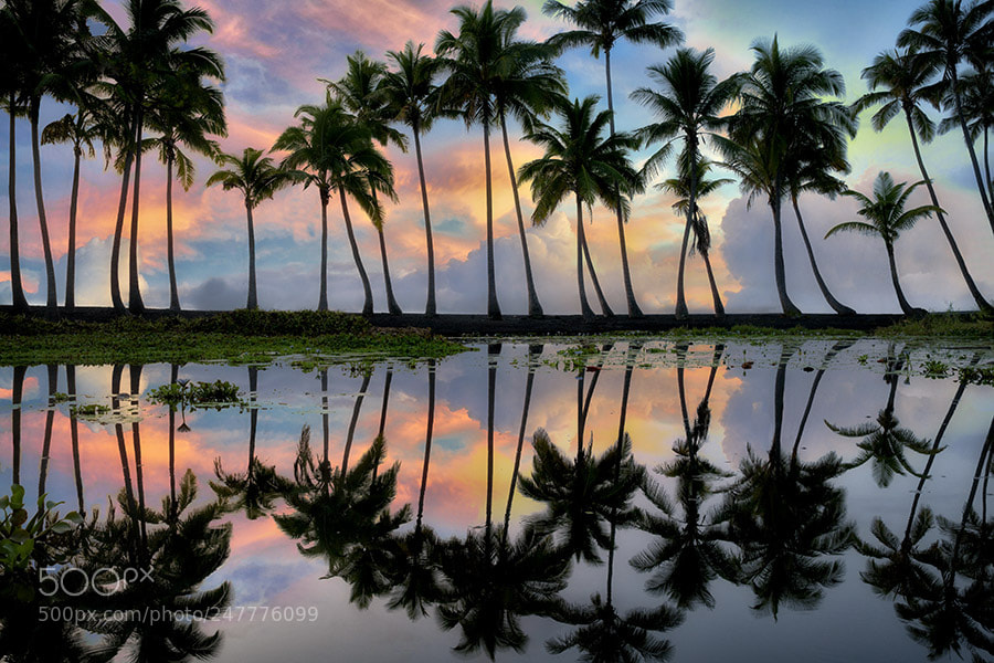 Sony a7R II sample photo. Palm trees reflecting in photography