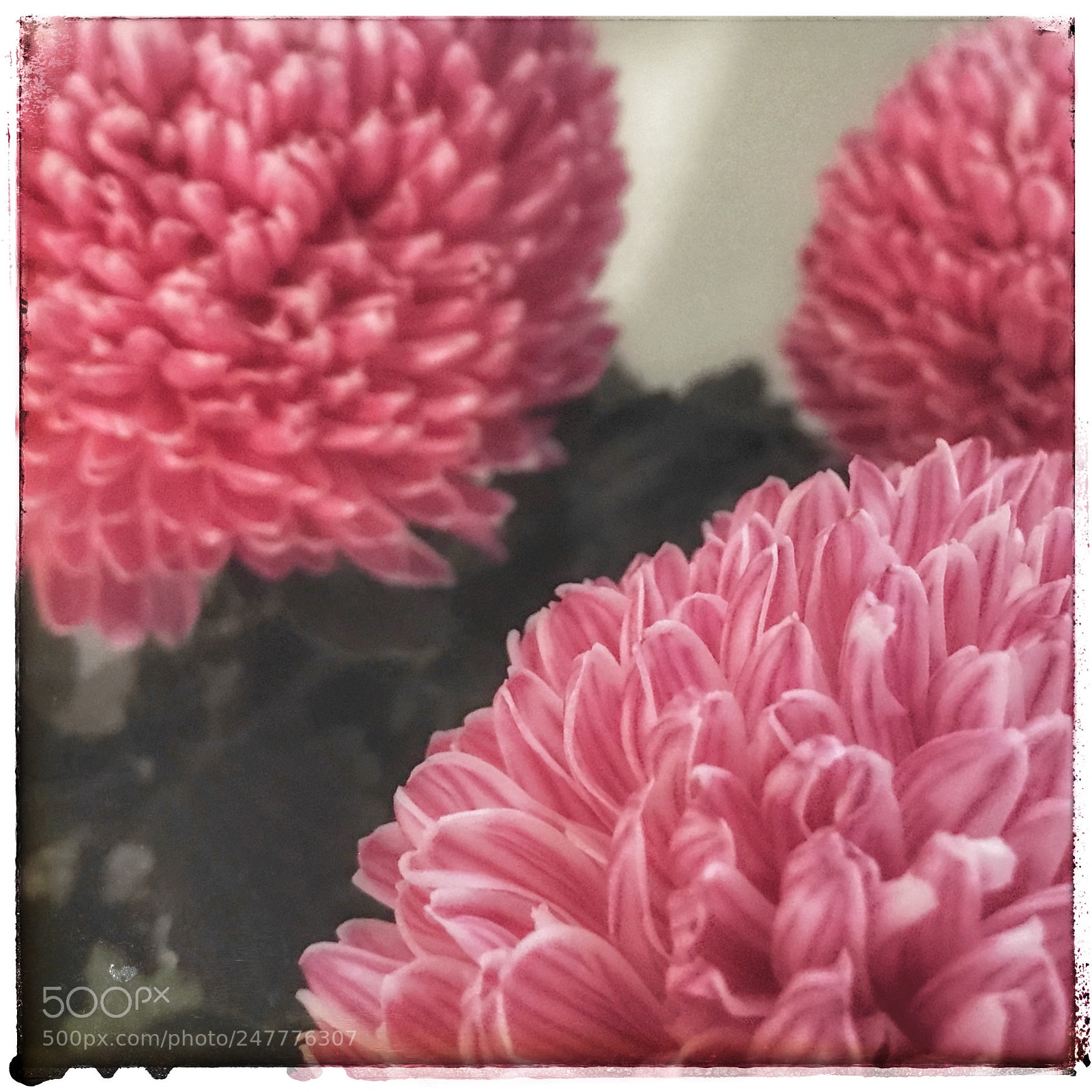 Apple iPhone 7 sample photo. Pink flowers photography