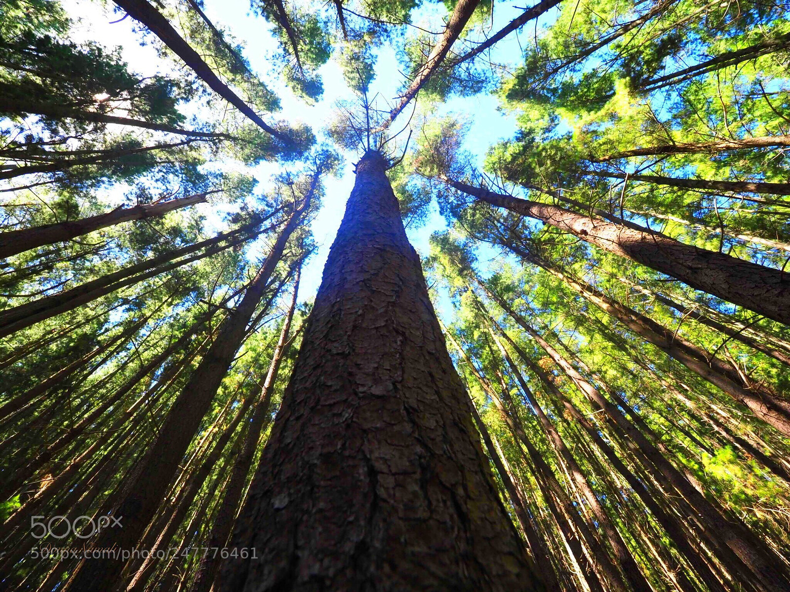 Olympus OM-D E-M1 Mark II sample photo. Underneath the tree photography