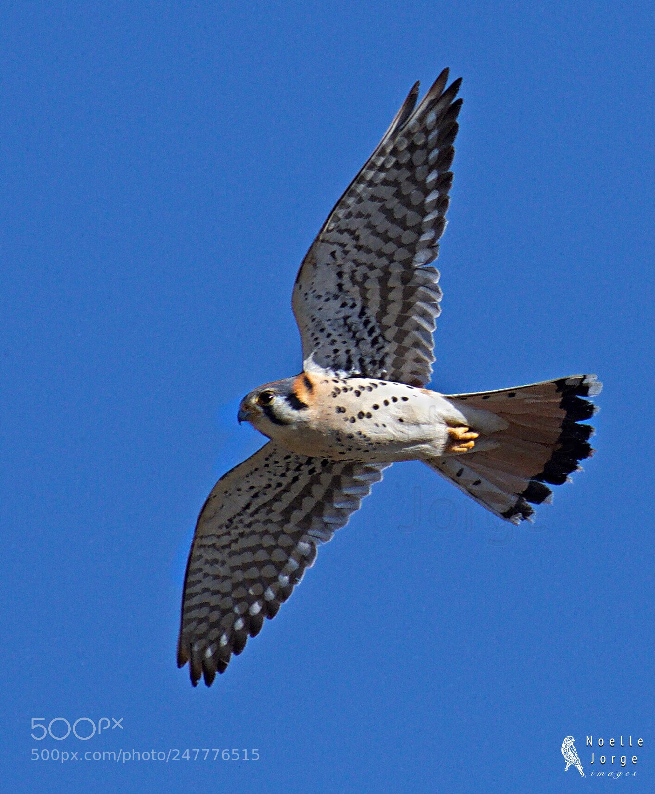 Nikon D500 sample photo. American kestrel goes on photography