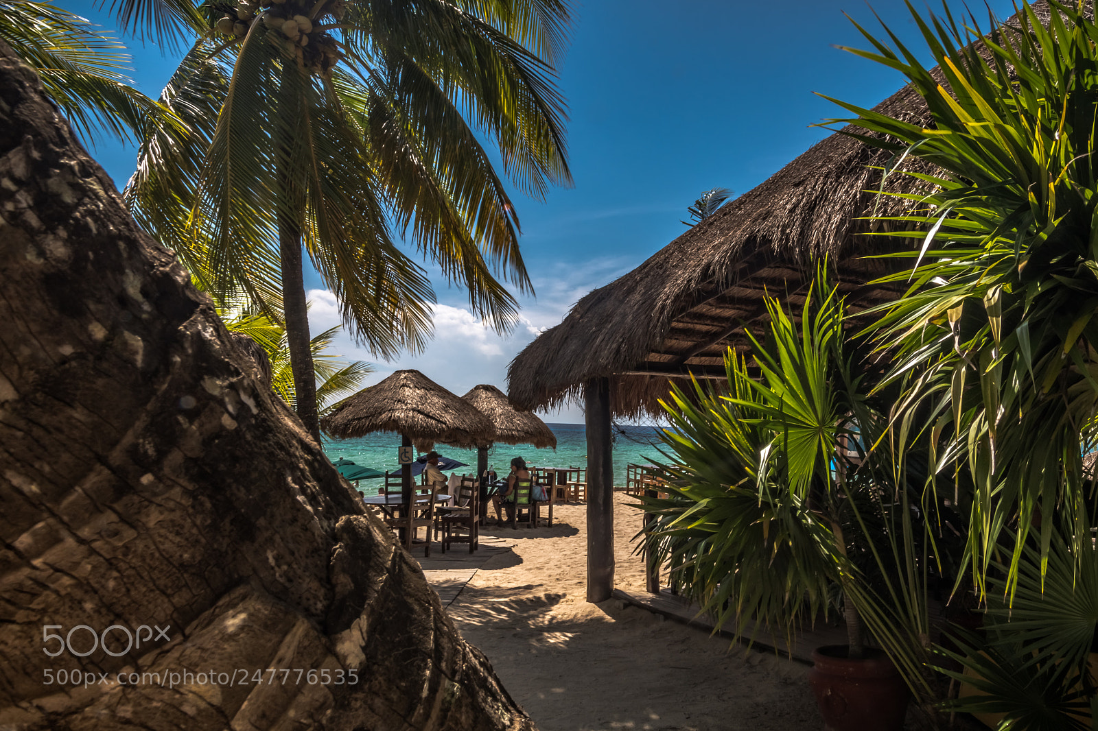 Nikon D500 sample photo. Copy of cozumel palancar photography