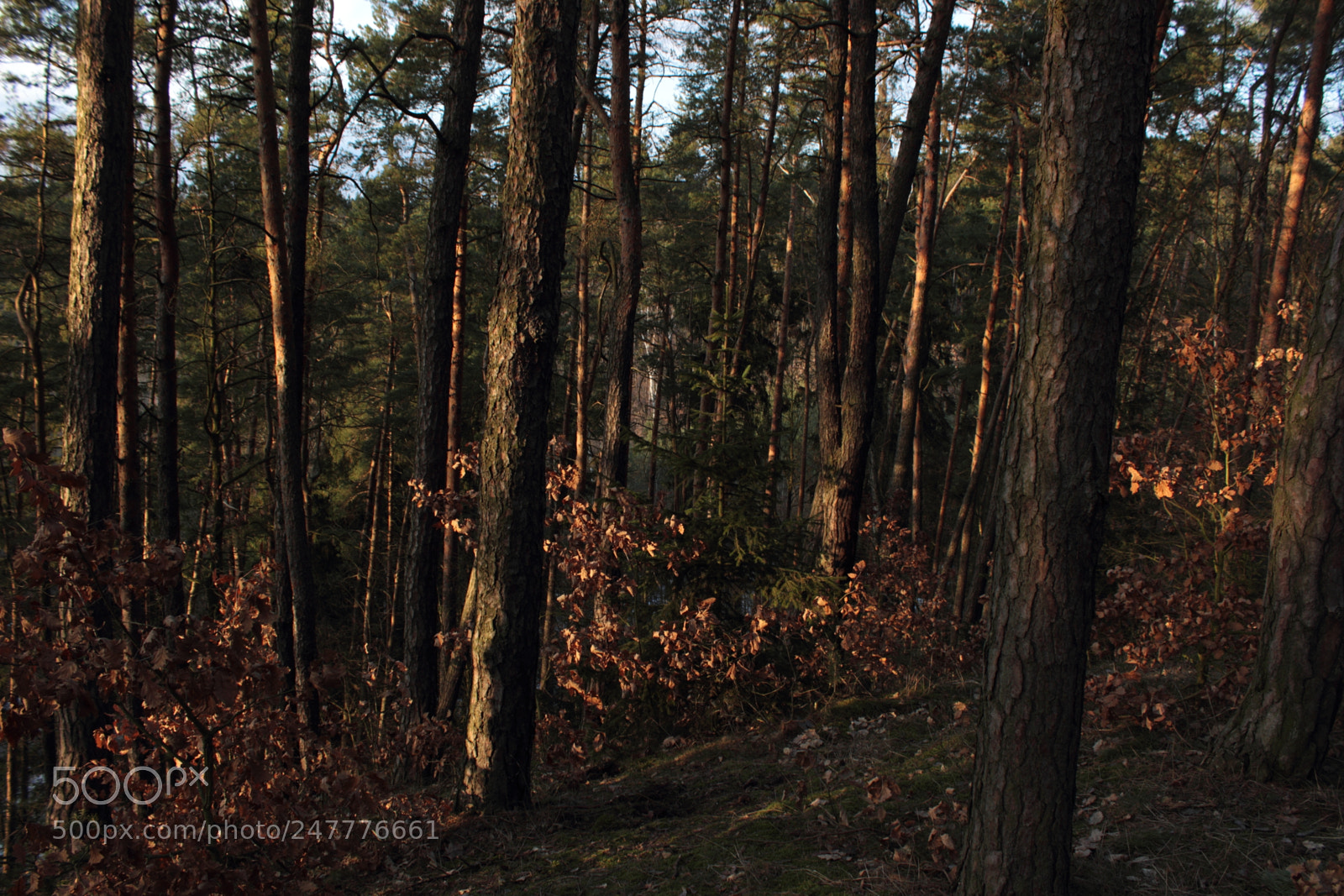 Canon EOS 600D (Rebel EOS T3i / EOS Kiss X5) sample photo. Golden forest photography