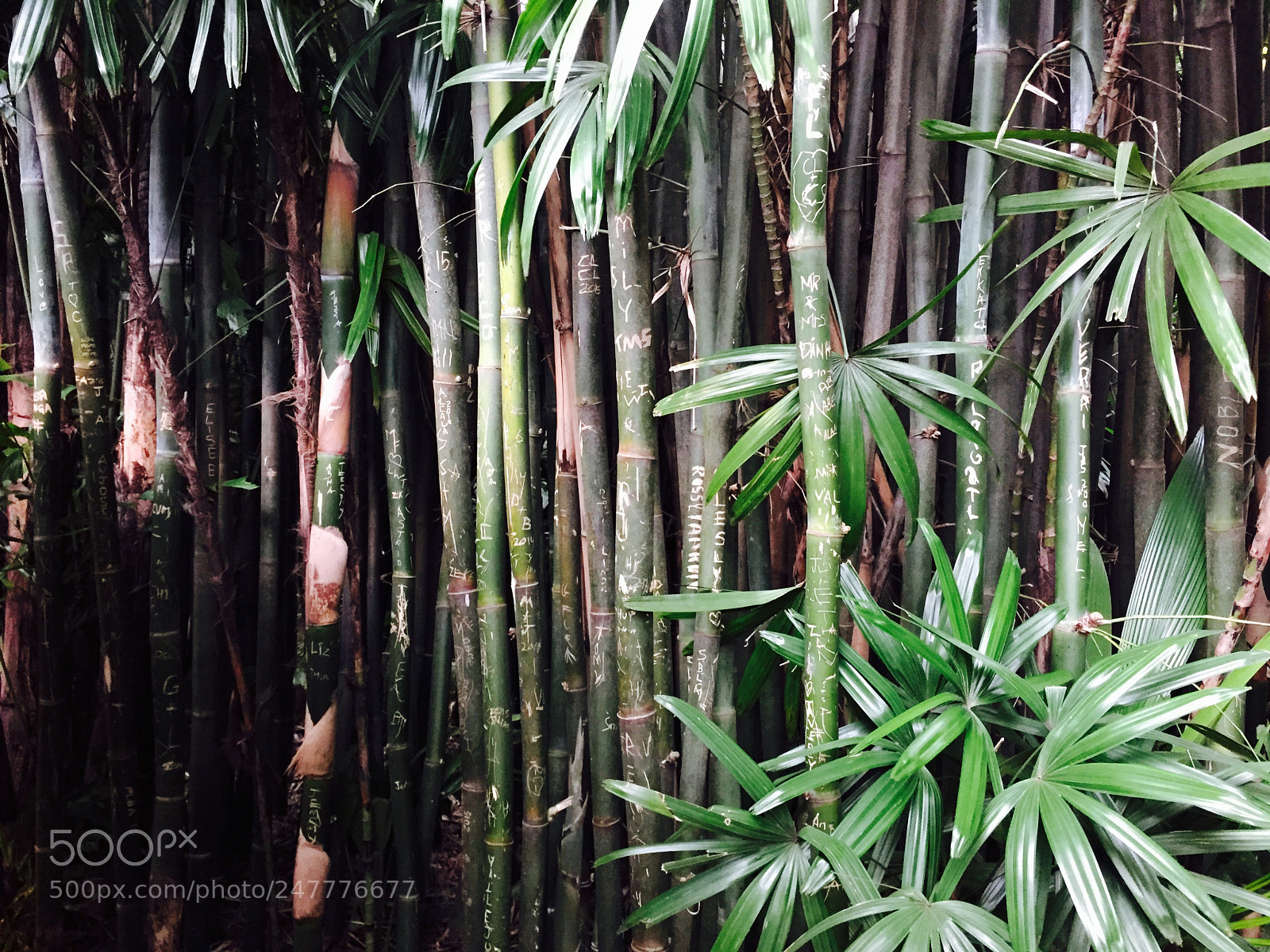 Apple iPhone 6 sample photo. Eadef fee fa fefabb photography