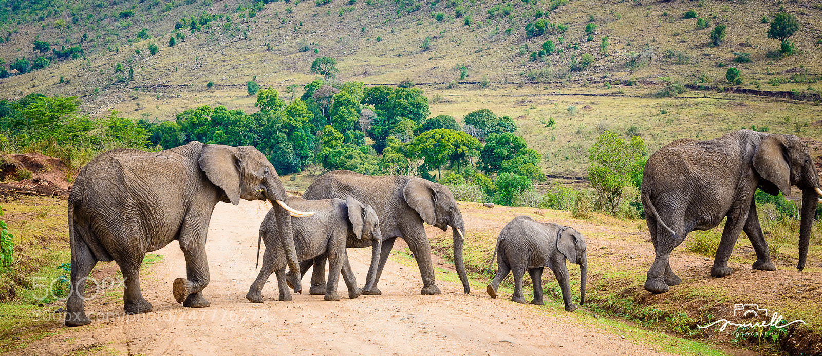 Nikon D800 sample photo. Elephants photography