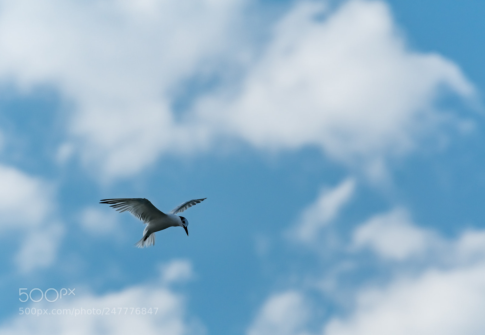 Nikon D500 sample photo. Copy of cozumelpelican photography