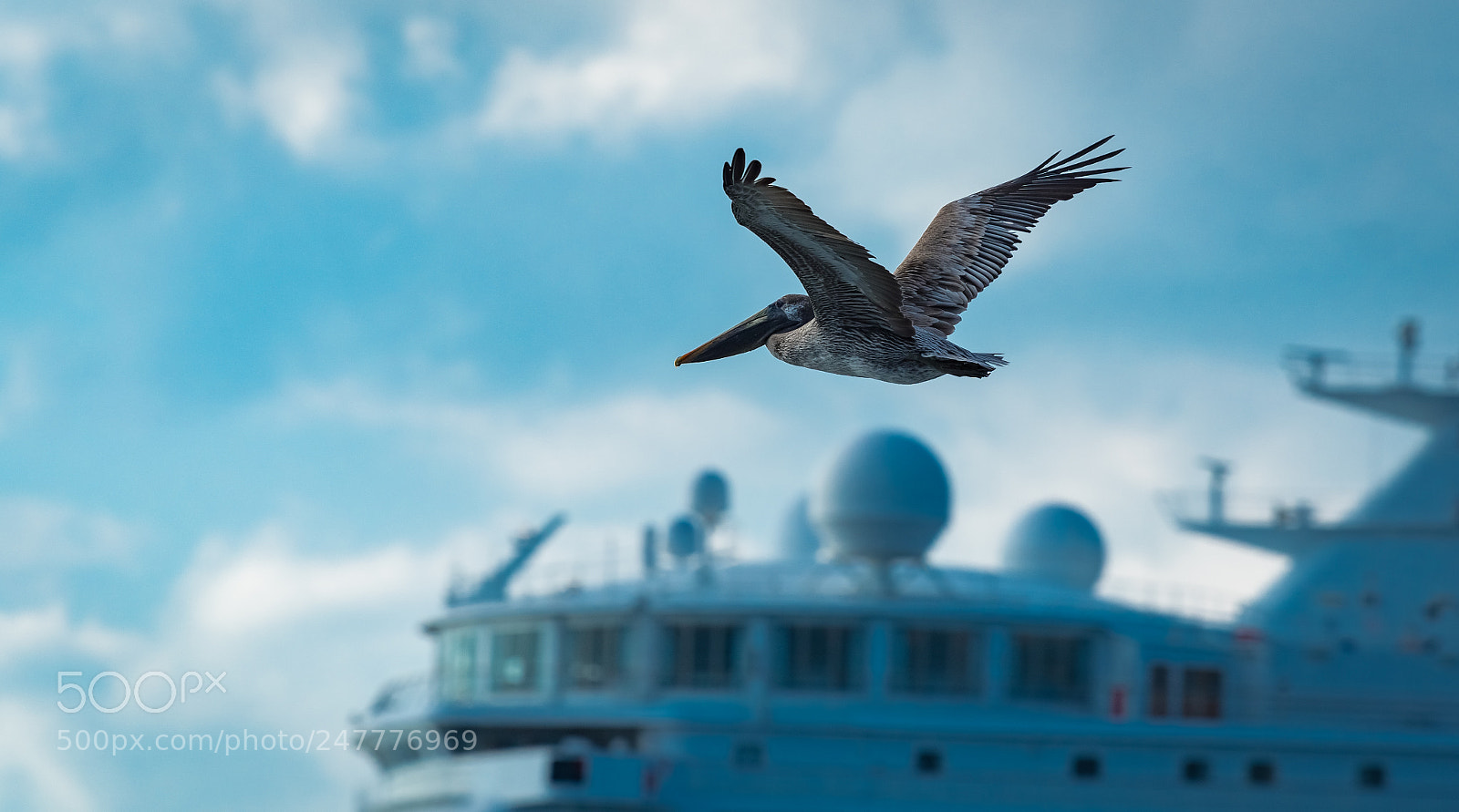 Nikon D500 sample photo. Copy of cozumelpelican photography