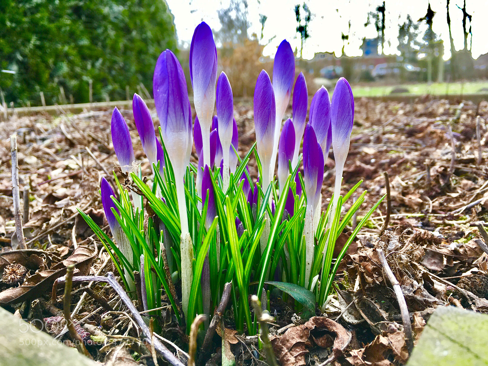 Apple iPhone SE sample photo. Flowers in winter photography