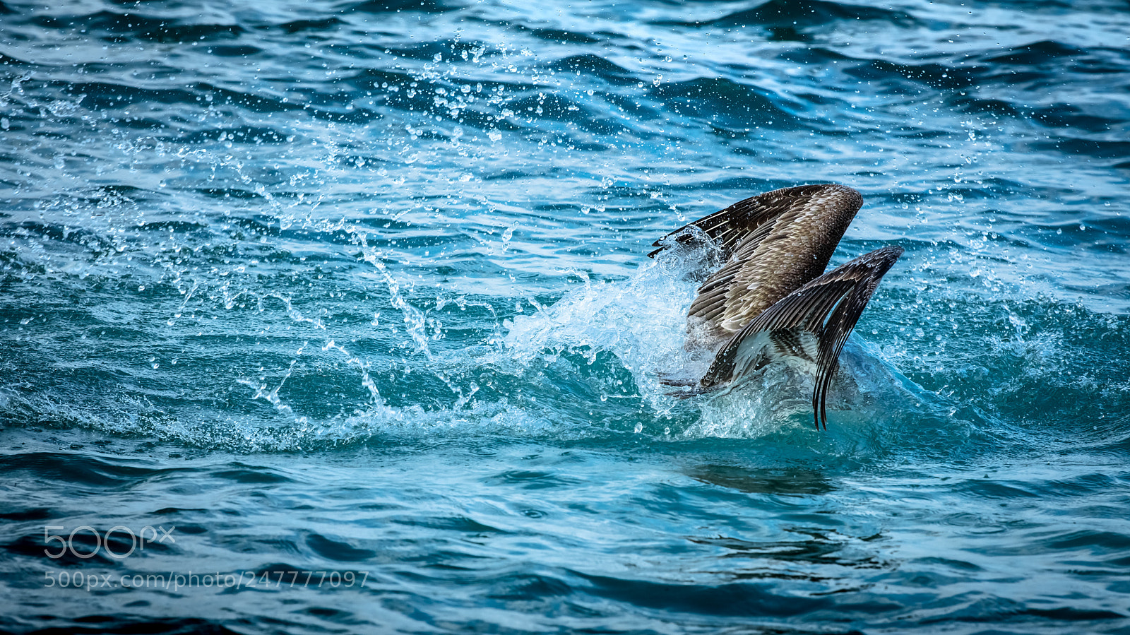 Nikon D500 sample photo. Copy of cozumelpelican photography