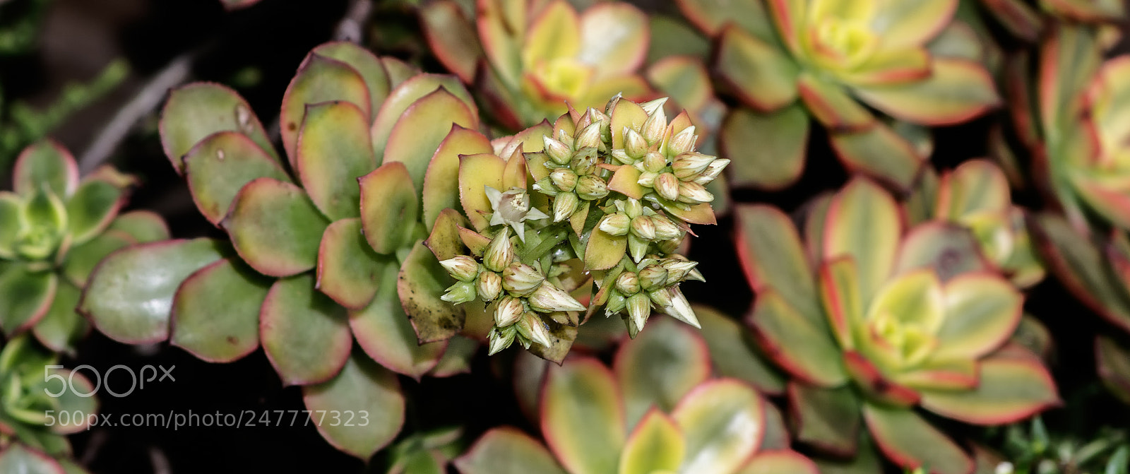 Canon EOS 750D (EOS Rebel T6i / EOS Kiss X8i) sample photo. Succulent flowers photography