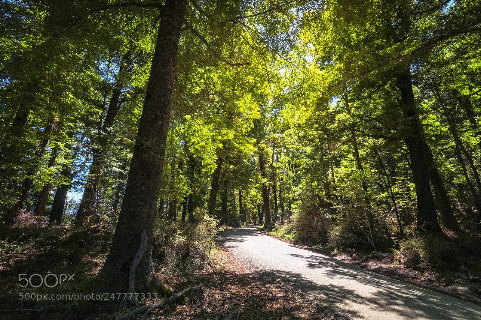 Nikon D90 sample photo. The road to paradise photography