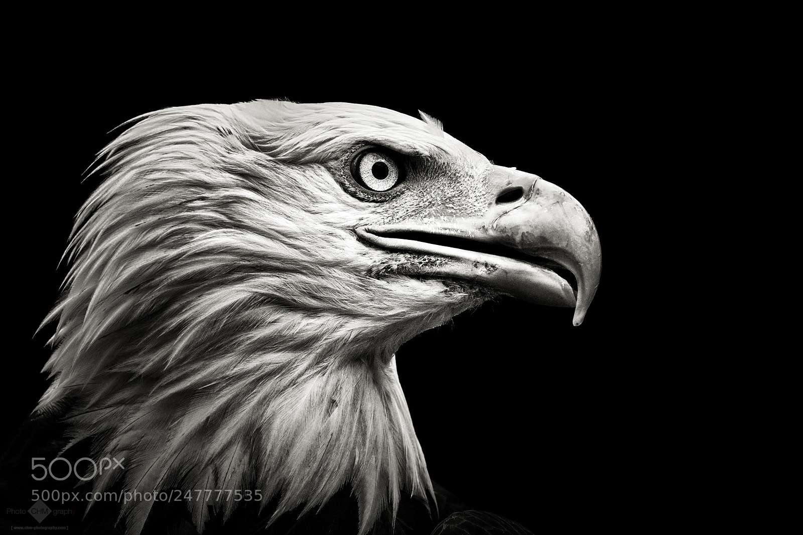 Nikon D7100 sample photo. Bald eagle photography