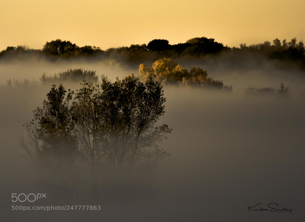 Nikon D3400 sample photo. Misty fall day photography