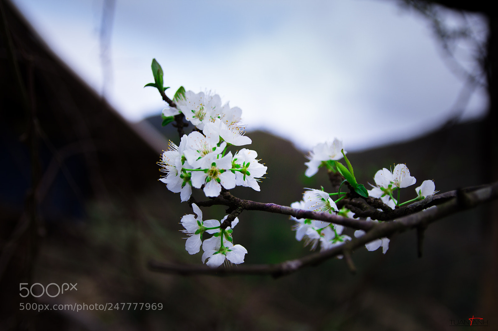 Canon EOS 60D sample photo. White flowers photography