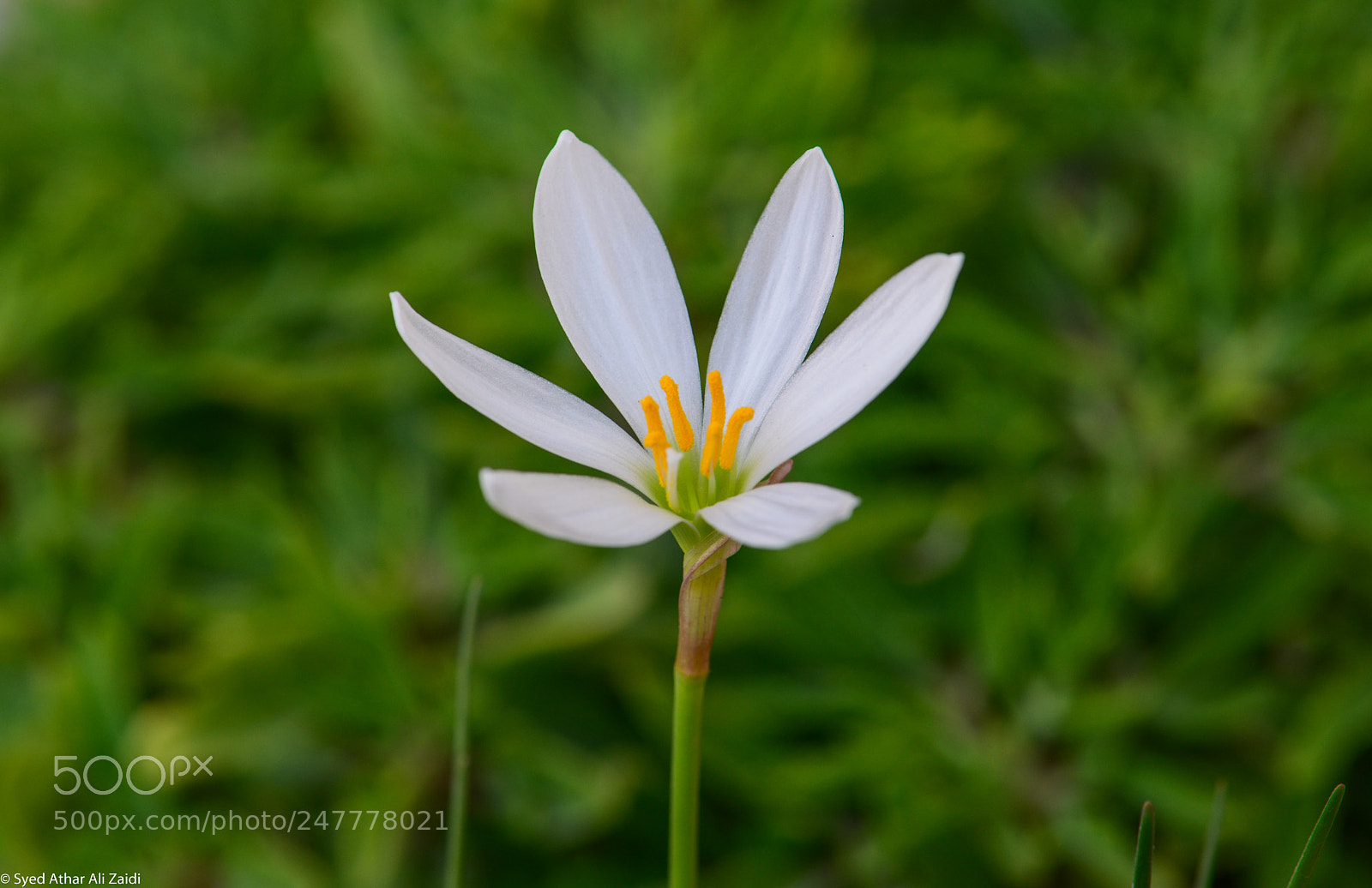 Nikon D800E sample photo. You beauty photography