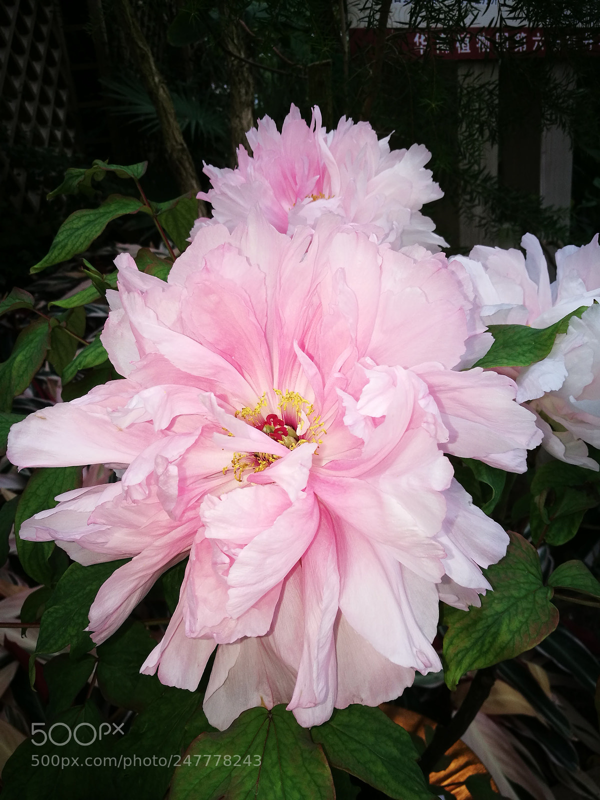 HUAWEI P9 sample photo. Peony photography