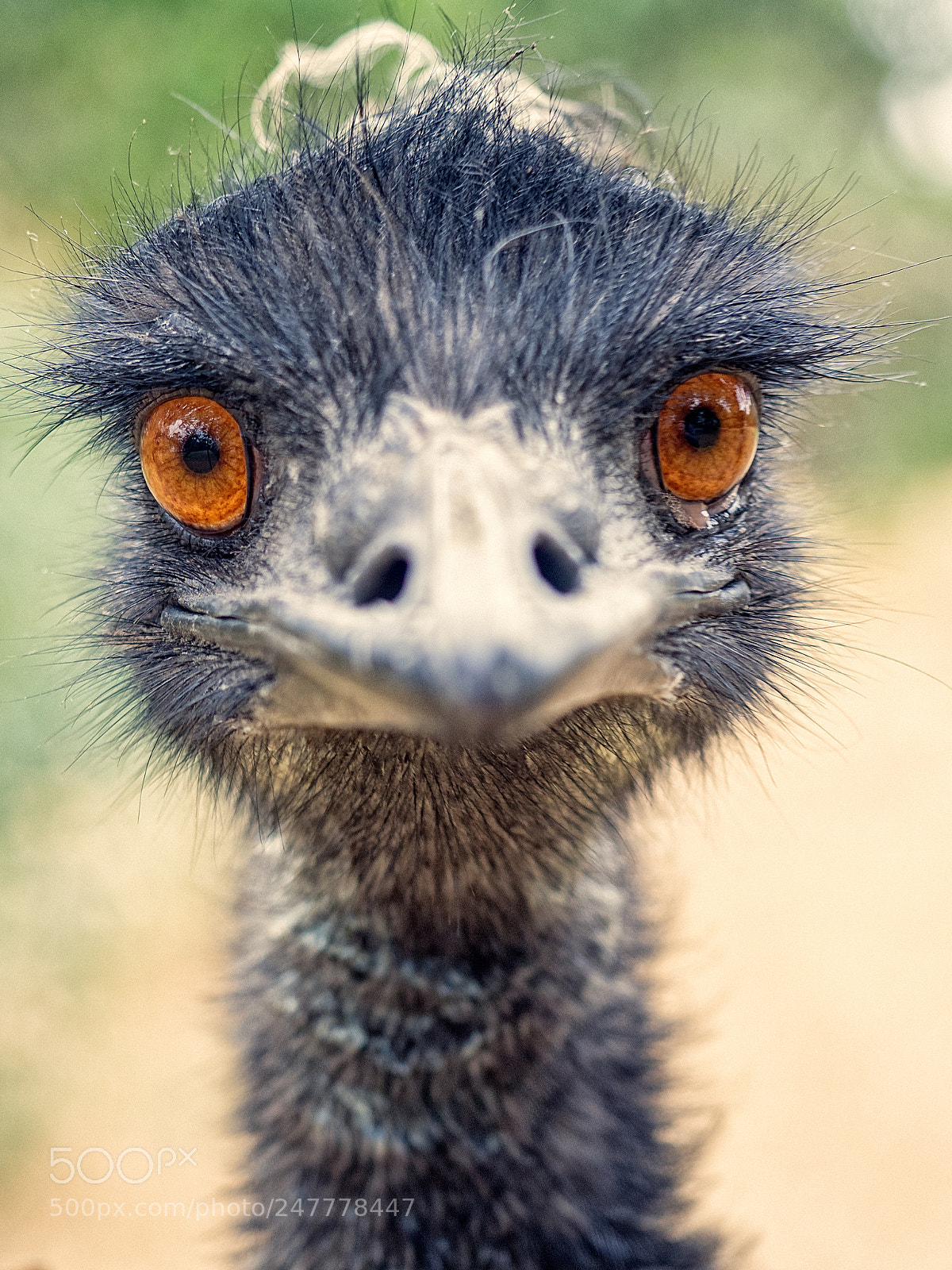 Olympus OM-D E-M1 sample photo. Eddie the emu photography