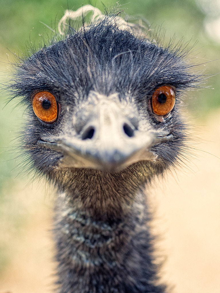 Eddie The Emu by Paul Amyes on 500px.com