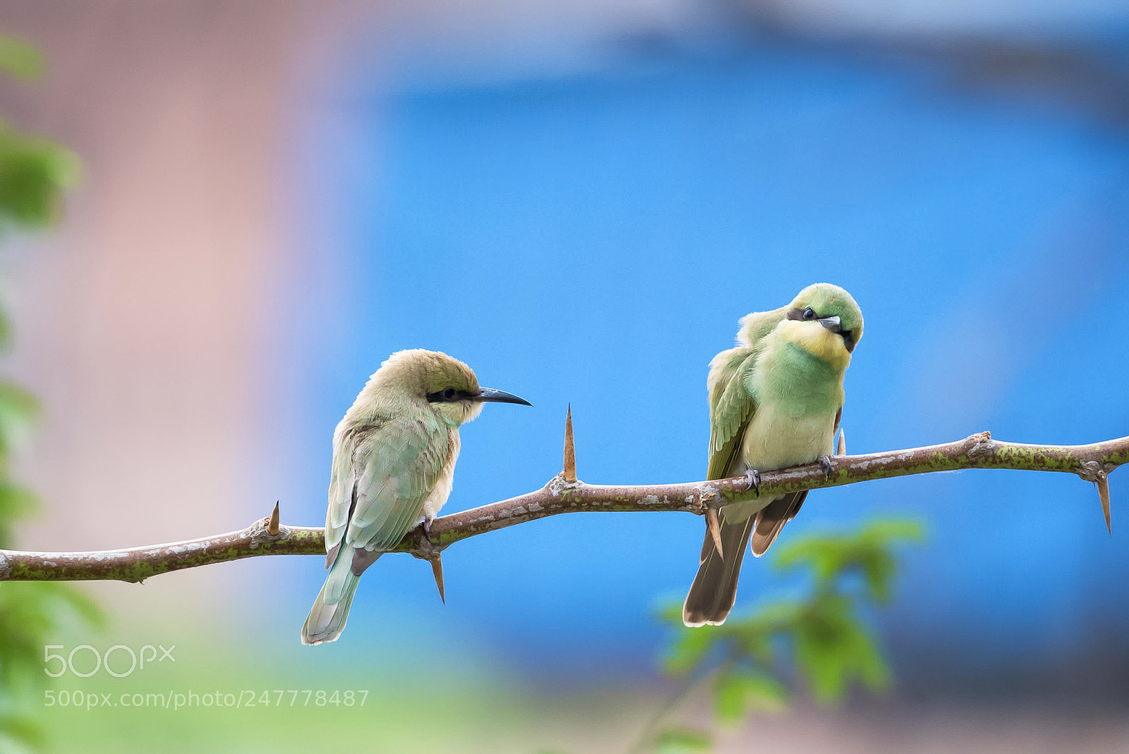Nikon D610 sample photo. Green and blue... photography