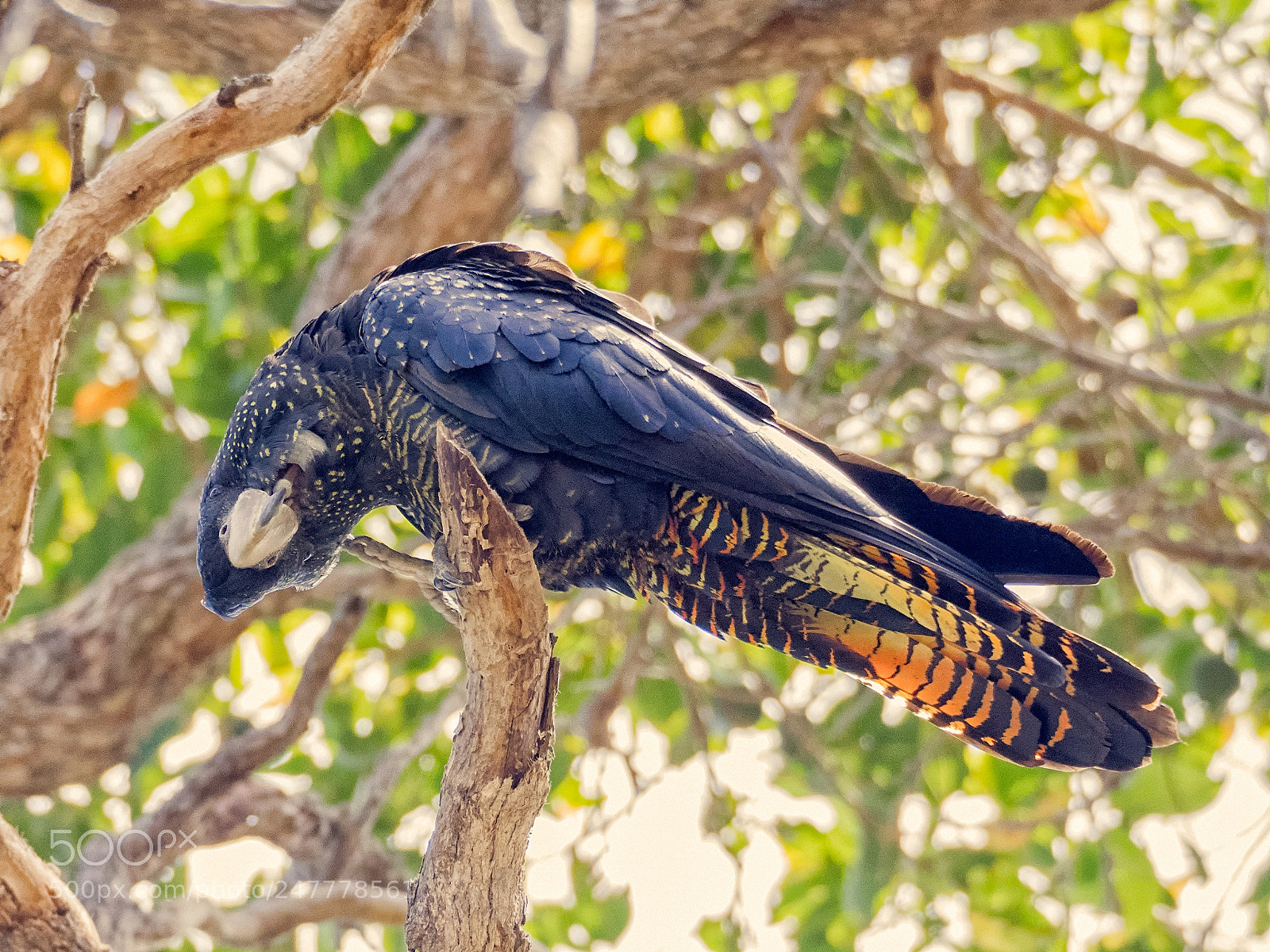 Olympus OM-D E-M1 sample photo. Red-tailed black cockatoo photography