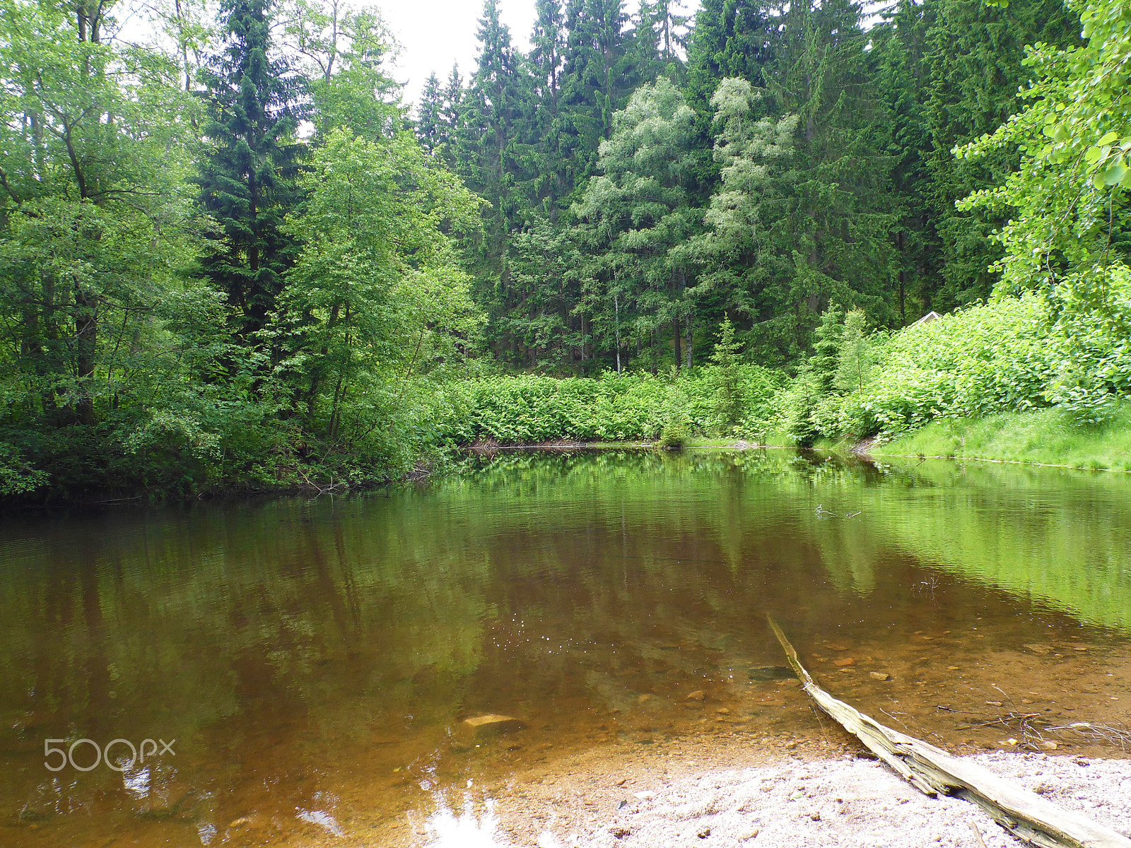 Samsung WB100/  WB101 sample photo. Forest photography