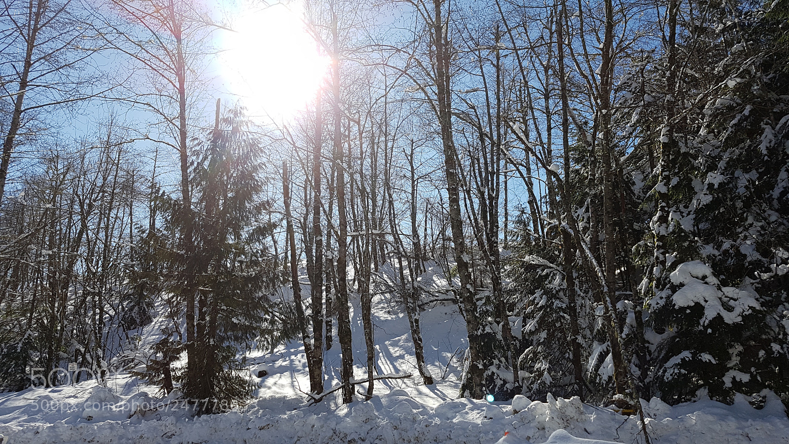Samsung Galaxy S7 sample photo. Sun through the trees photography