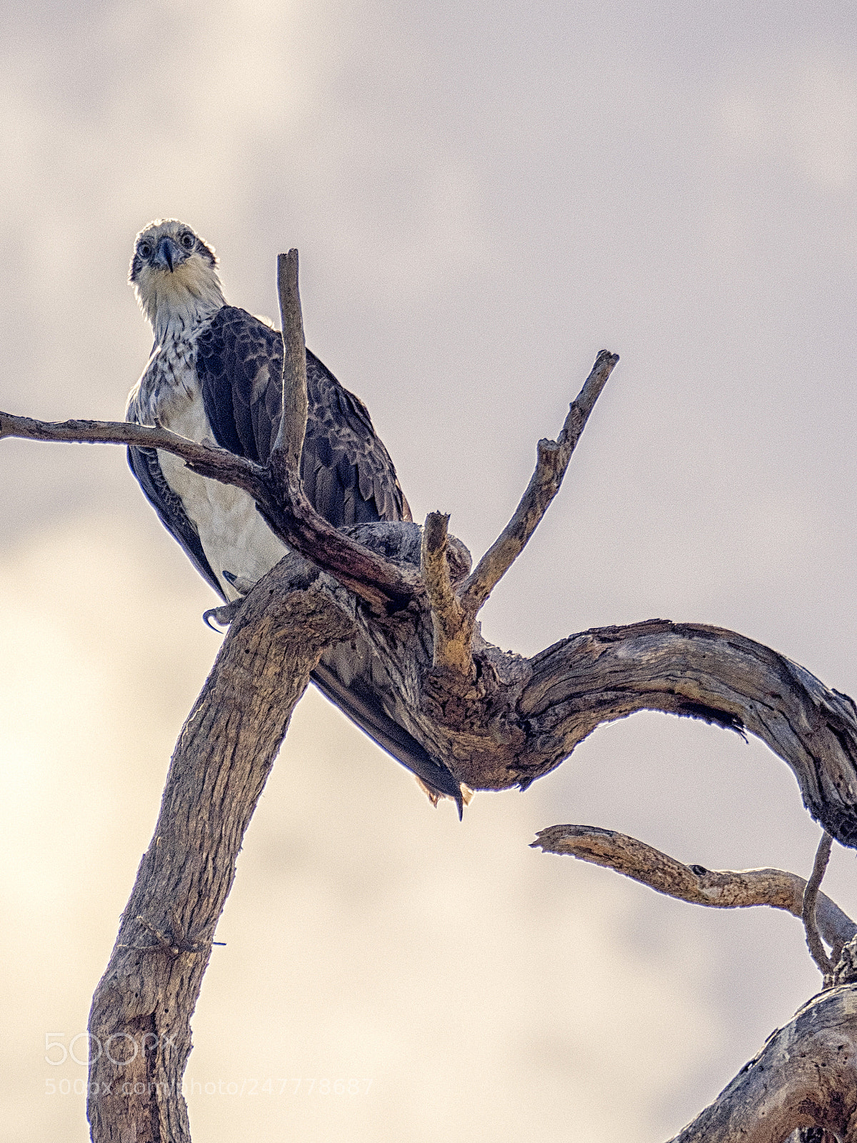 Olympus OM-D E-M1 sample photo. Eastern osprey photography