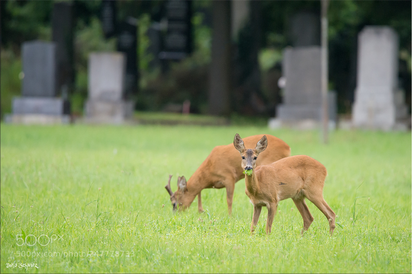 Nikon D610 sample photo. Zentralfriedhof photography