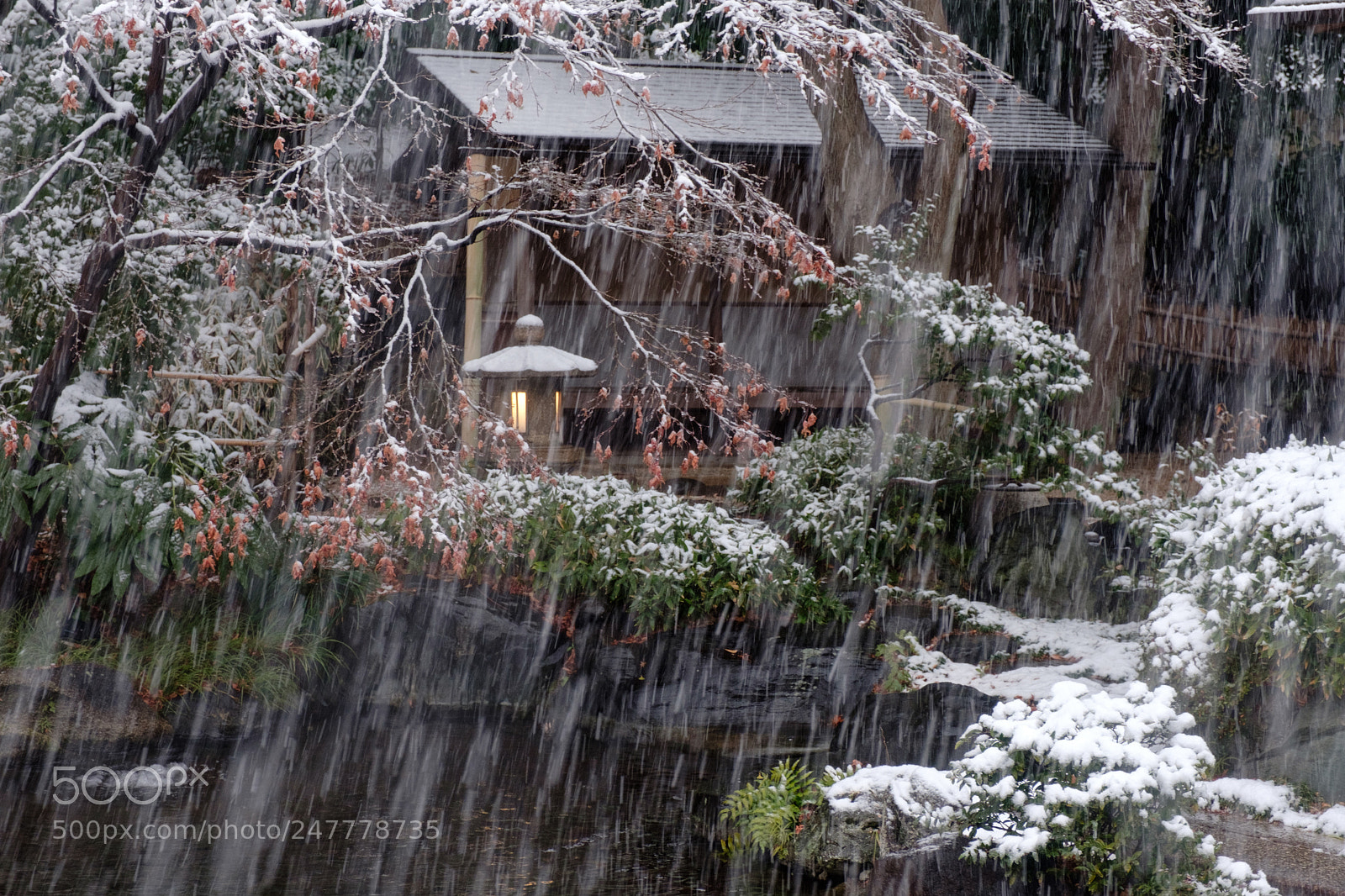 Fujifilm X-Pro2 sample photo. Snowy garden photography