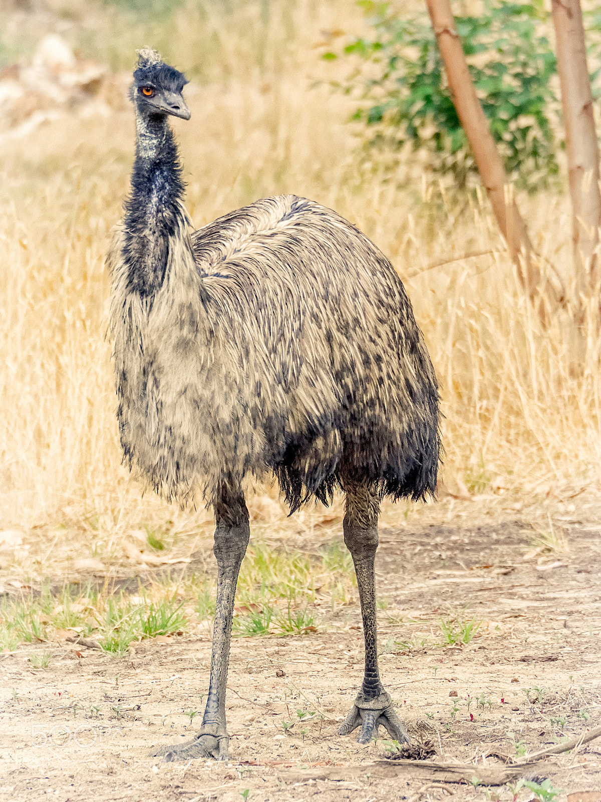 Olympus OM-D E-M1 sample photo. Eddie the emu photography