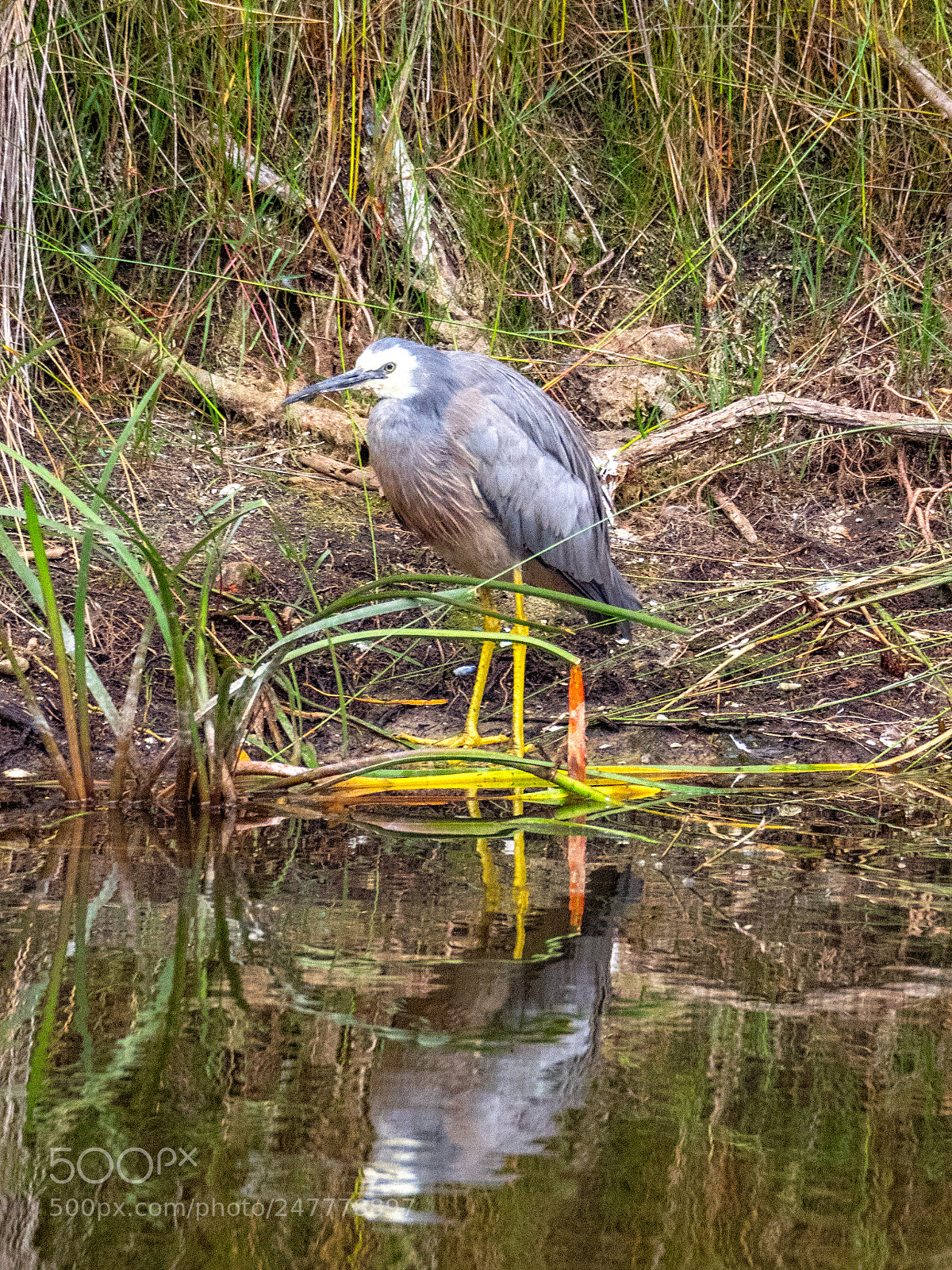 Olympus OM-D E-M1 sample photo. White-faced heron photography