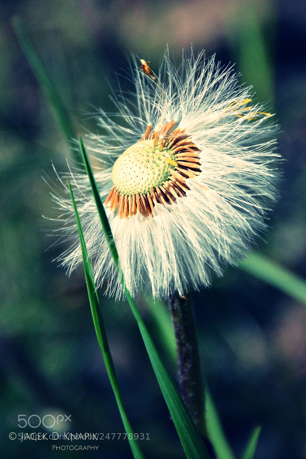 Nikon D7100 sample photo. G photography